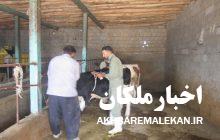 واکسیناسیون بیش از ۳۳ هزار راس دام بر علیه بیماری های بروسلوز و لمپی اسکین در شهرستان ملکان