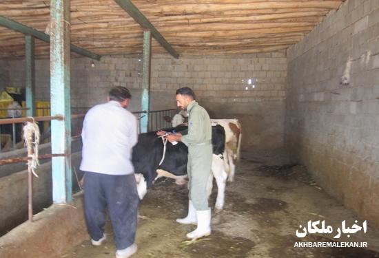 واکسیناسیون بیش از ۳۳ هزار راس دام بر علیه بیماری های بروسلوز و لمپی اسکین در شهرستان ملکان