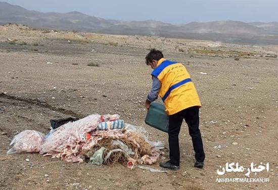 معدوم سازی ۲۵۰ کیلوگرم گوشت مرغ تاریخ گذشته در شهرستان ملکان